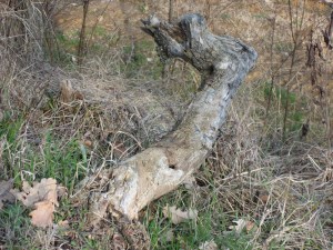 Cerbiatto radice 005