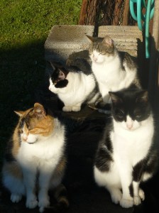 comunque sono graditi tutti i colori