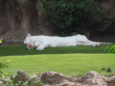 TENERIFE FEBBRAIO 2011 220