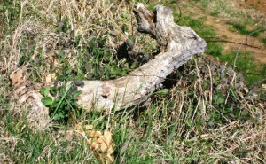 L'amico Broccoletto in veste mimetica