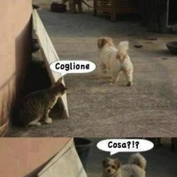Gatto cane coglione