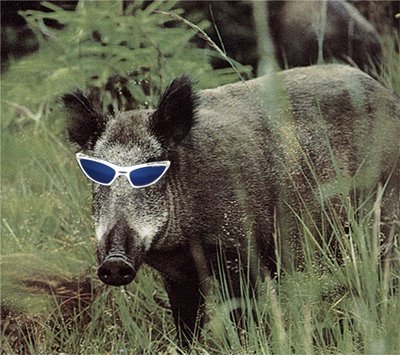Cinghiale in incognito