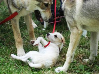 cagnolame gioioso e giocoso