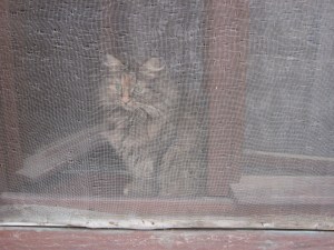 lui fa il supervisore