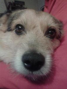 Lui fa il buttadentro