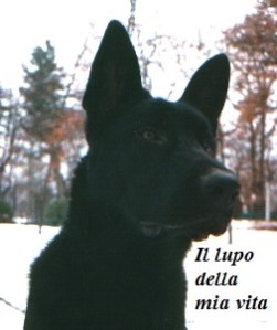 Bò