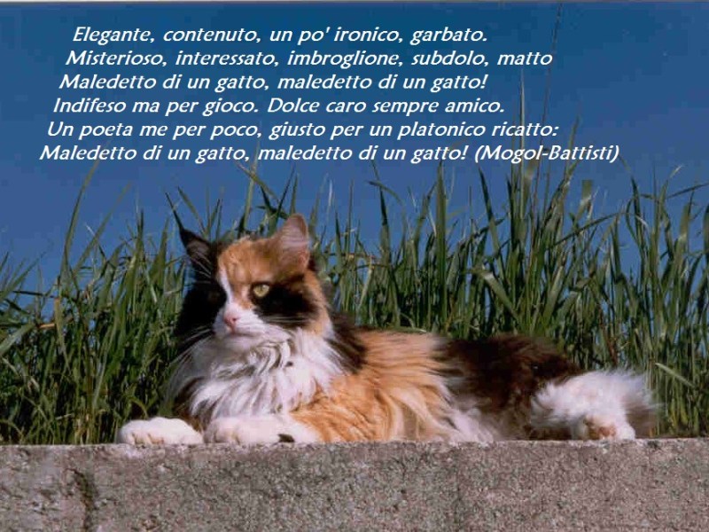 E chi meglio di LEI poteva rappresentare "IL GATTO"