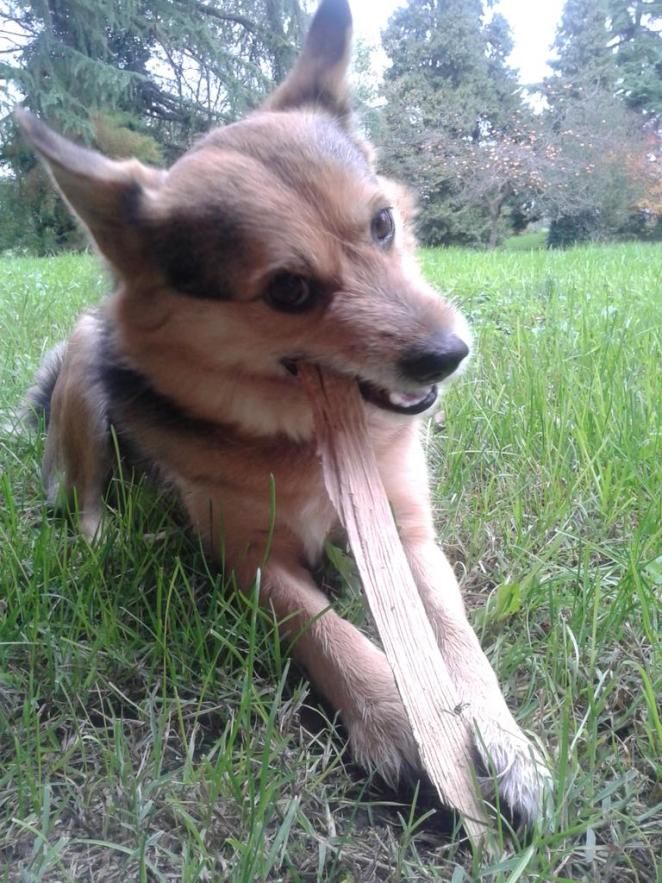 Presidente Cubotto Brunochedog