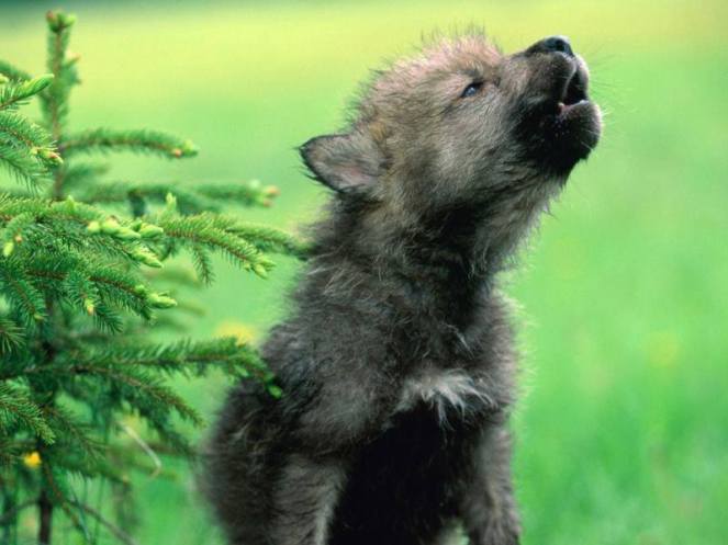 LUPETTO A PRIMAVERAAAAAA!