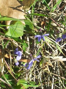 Mi piace ammirarle senza strapparle