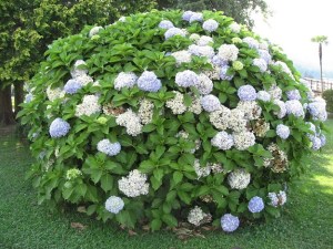 Questa è alta due metri