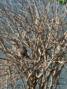 Mi son fermata mezz'ora a osservare il loro grazioso saltellare tra cielo, terra e rami
