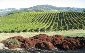 La vendemmia è già iniziata