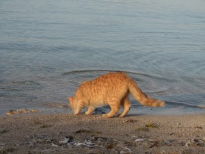 gatto spiaggia