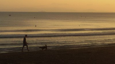 Cane che gioca col compagno umano