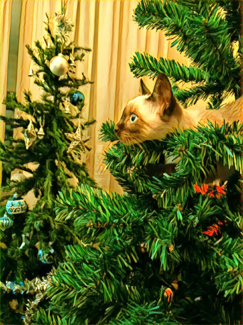 IMG_20171218_201104_processed